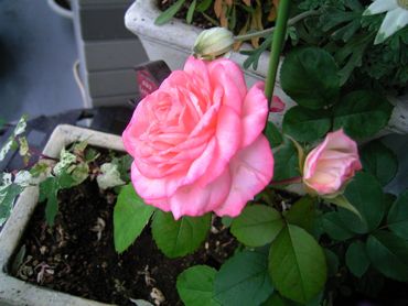 ピンクの薔薇370.jpg