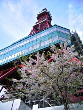 桜とテレビ塔１370.jpg
