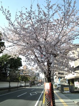 水前寺の桜①.jpg