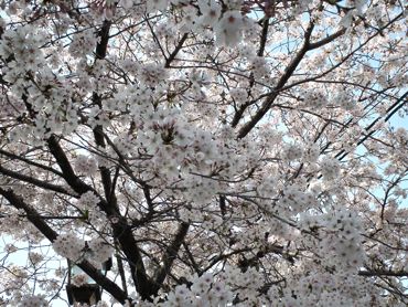 水前寺の桜２.jpg