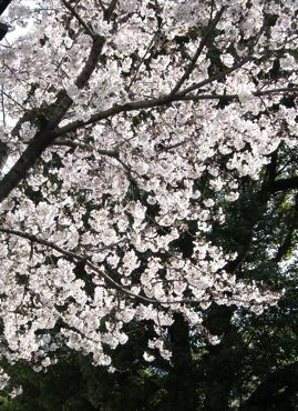 水前寺の桜３.jpg