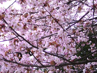 神宮の桜③370.jpg