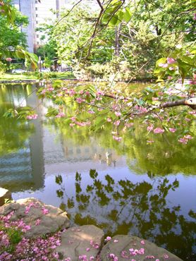 赤れんが池と桜370.jpg